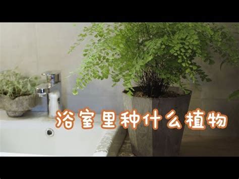 波士頓蕨浴室|波士頓蕨養護指南：如何照料您的室內綠色天堂 